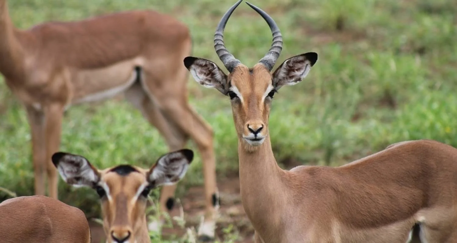 Explore 4 Days Kruger National Magical Safari with Panorama for 4 days with Africa Moja Tours & Transfers and discover unforgettable experiences - Photo 2