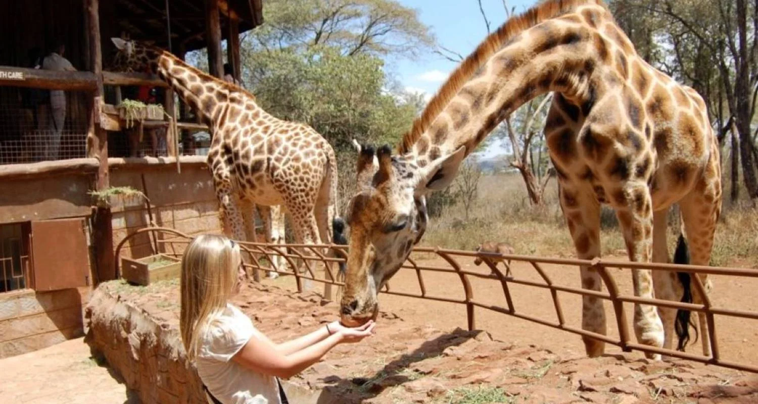Explore 1-Day Nairobi City Tour: Elephant Orphanage & Nairobi National Park for 1 days with African Breeze Safaris and discover unforgettable experiences - Photo 2