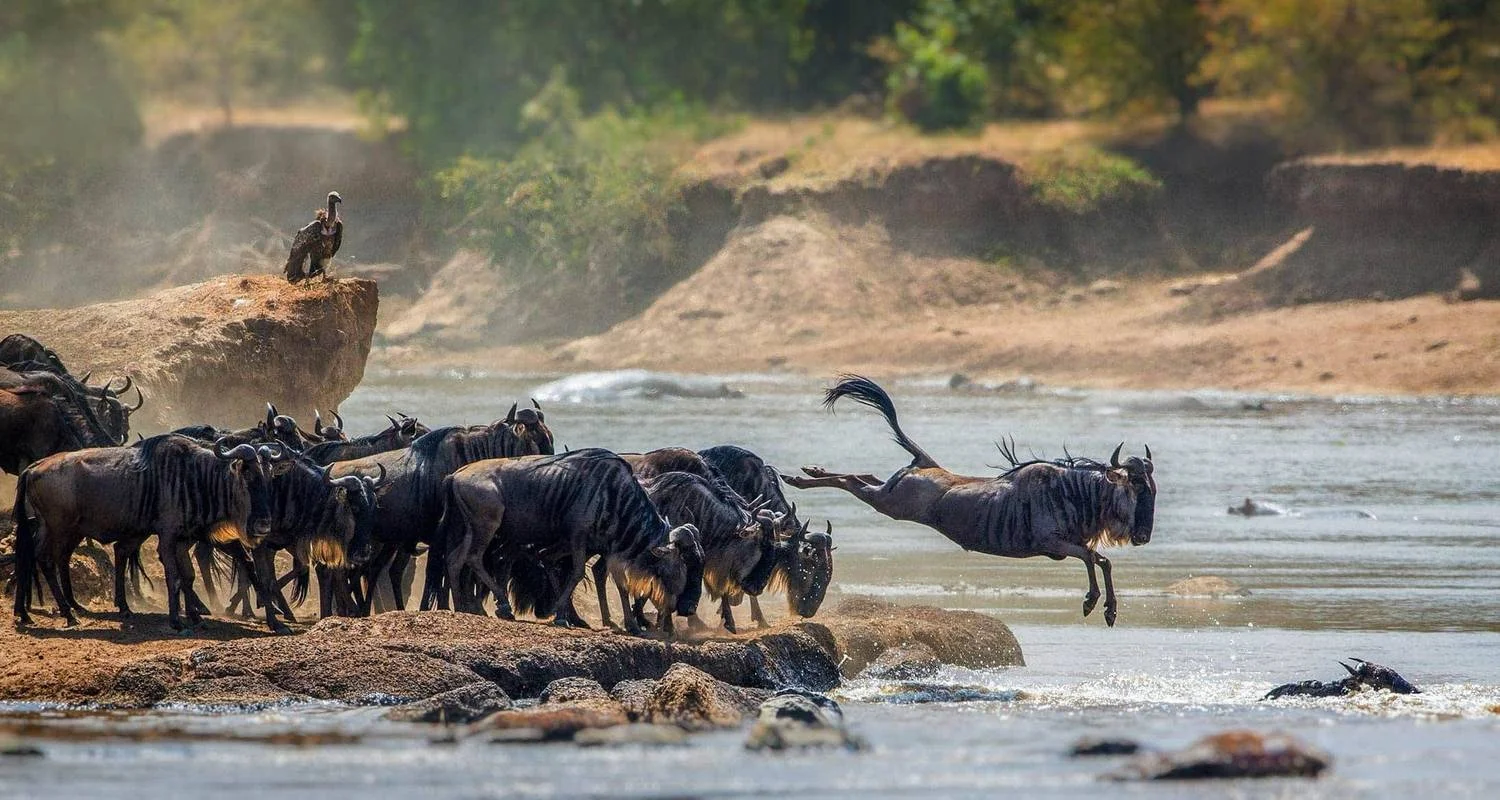 Explore 4 Days  The Great Migration of Wildebeest and Mara River Crossing Offer for 4 days with Eatl Tour and Safari Group  and discover unforgettable experiences - Photo 2