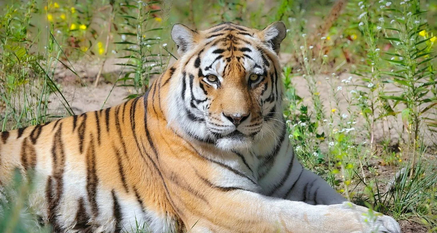Explore Private 4 Days Tiger Safari and Taj Mahal Tour from Delhi for 4 days with Golden Triangle Tours Of India and discover unforgettable experiences - Photo 2