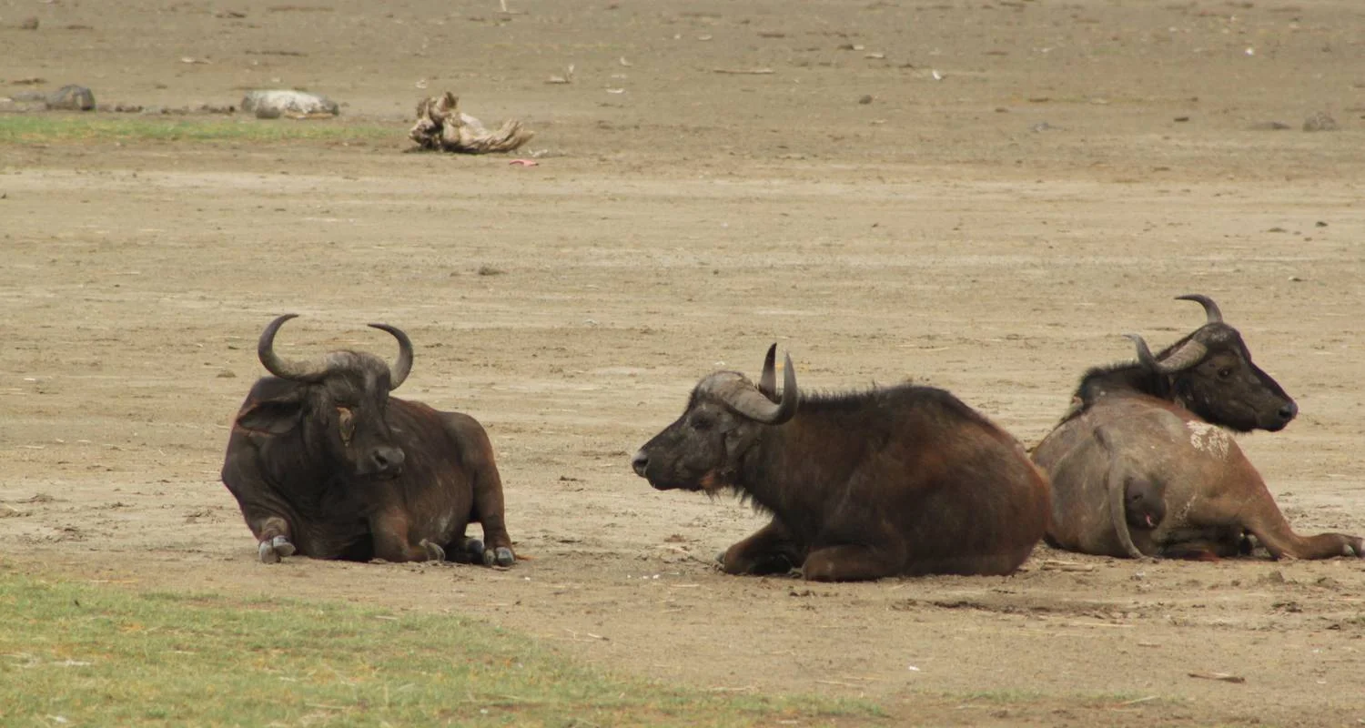 Explore Nairobi To Kampala 10 Days Overlanding for 10 days with Africa Travel Co. and discover unforgettable experiences - Photo 2