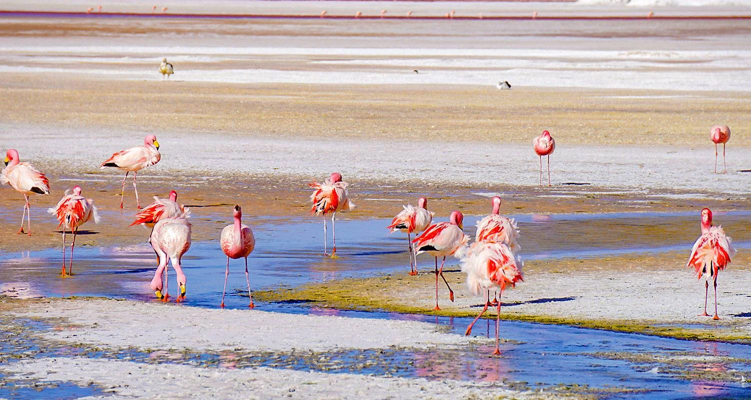 Explore Tailor-Made 10-Day Best Bolivia Tour, Daily Depart & Private Guide for 10 days with Agate Travel and discover unforgettable experiences - Photo 2