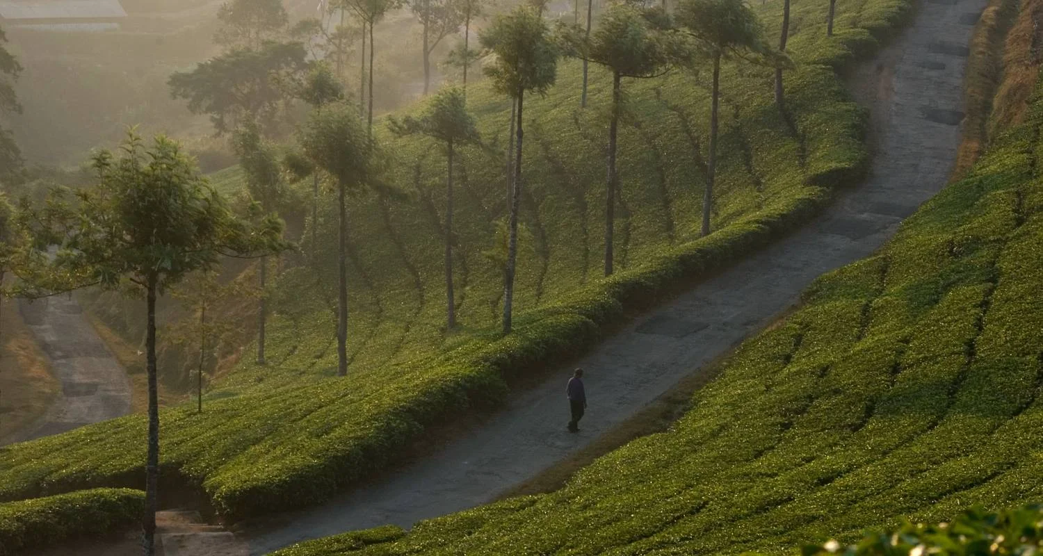 Explore Enchanting Kerala: Waterfalls, Tea Estates, and Backwater for 9 days with Agora Voyages OPC Pvt Ltd and discover unforgettable experiences - Photo 2