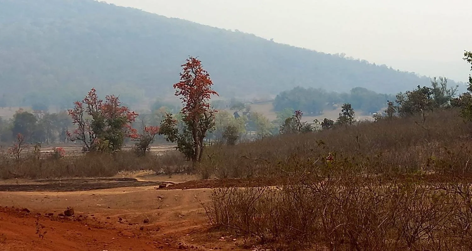 Explore Wild Odisha Safari: Exploring Bhitarkanika & Similipal from Bhubaneshwar for 4 days with Agora Voyages OPC Pvt Ltd and discover unforgettable experiences - Photo 2