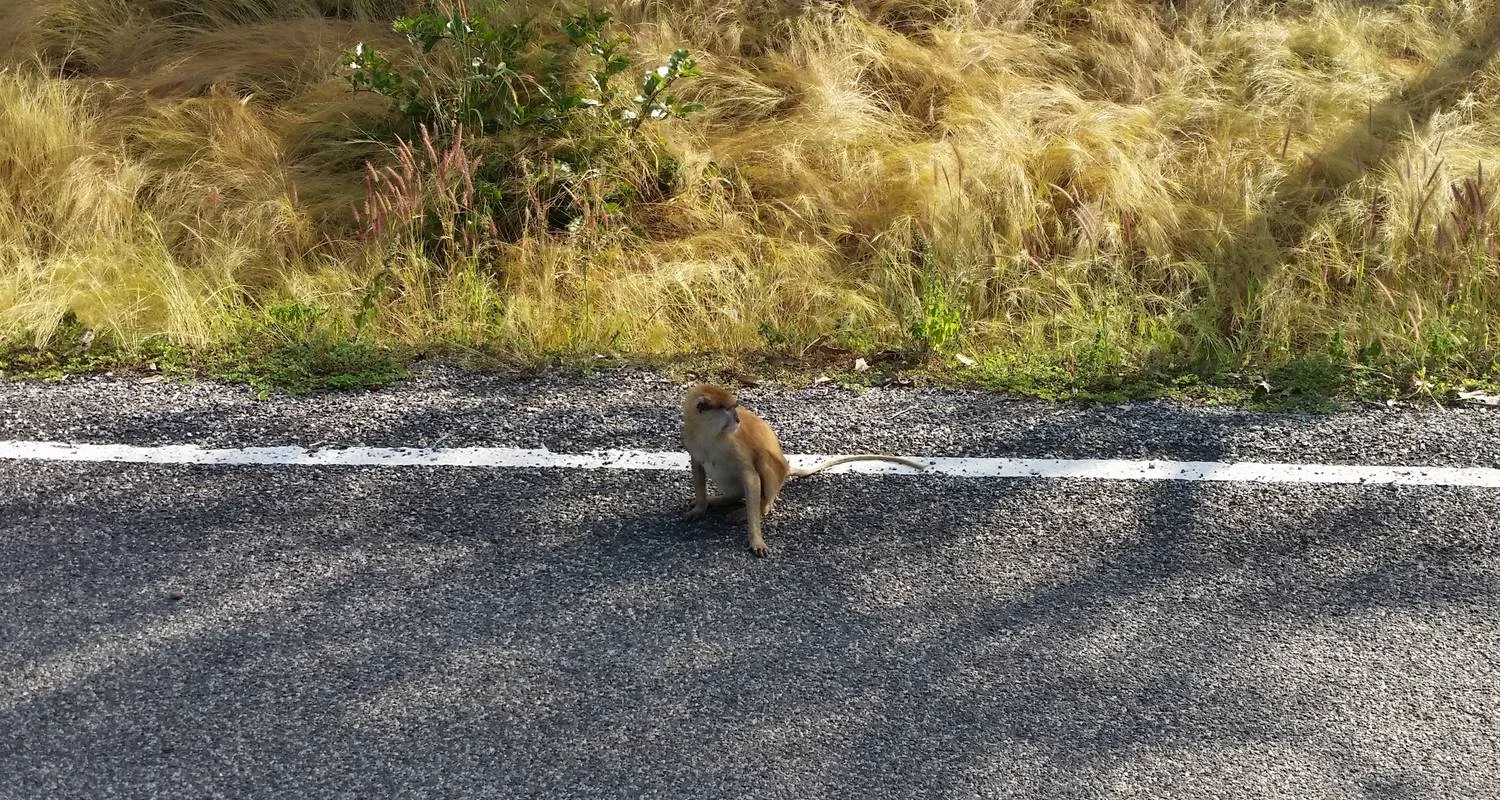 Explore 3 day trip to Mole National Park for 3 days with Eyali Tours and discover unforgettable experiences - Photo 2