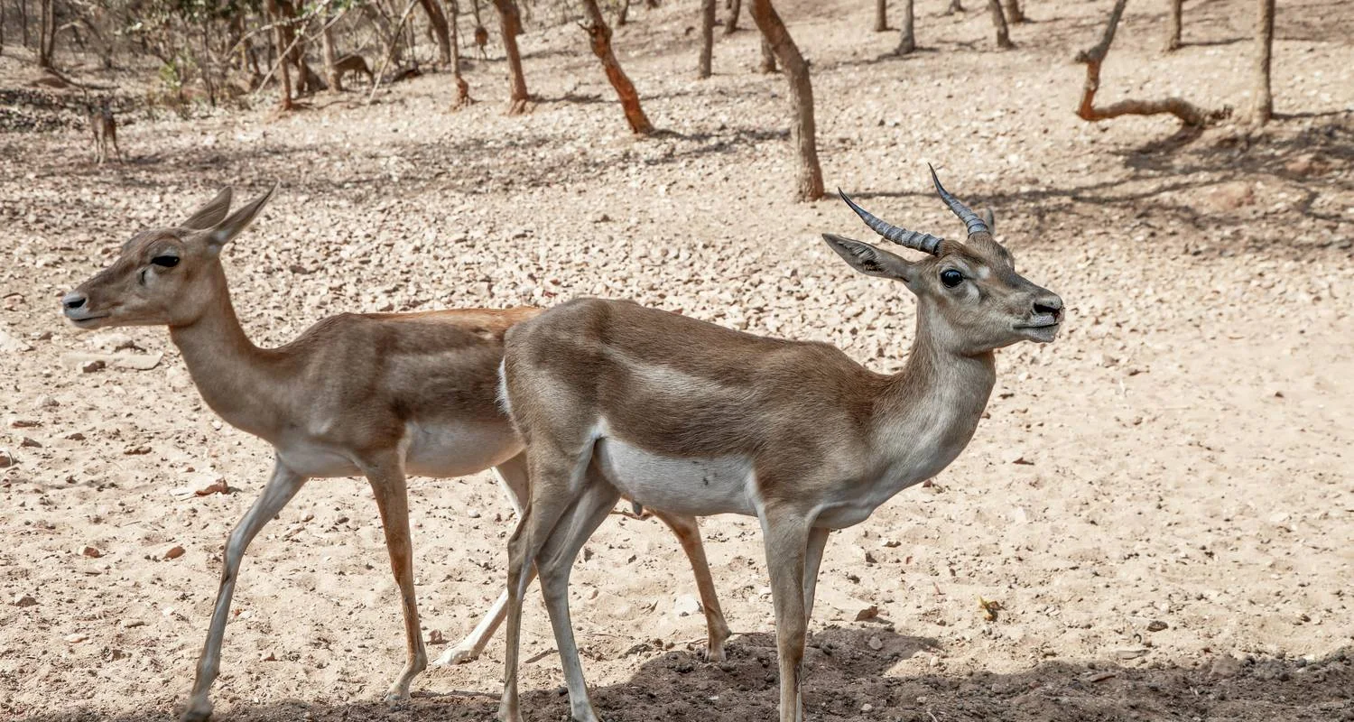 Explore Incredible Wildlife Safari in the Heart of Central India for 14 days with Agora Voyages OPC Pvt Ltd and discover unforgettable experiences - Photo 2