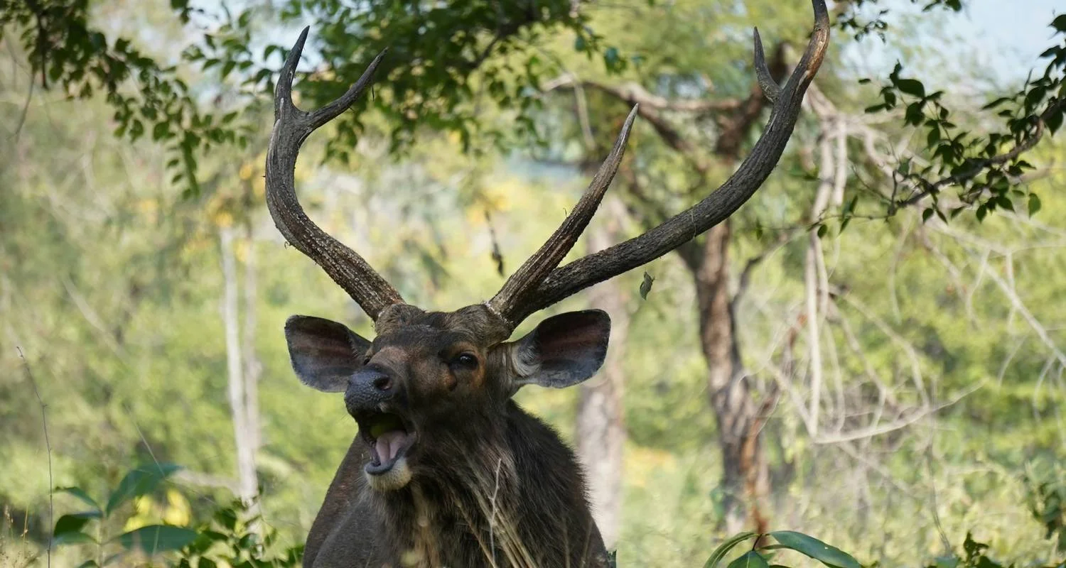 Explore India Tiger Safari Tour with Khajuraho for 9 days with Ramble Advisor and discover unforgettable experiences - Photo 2