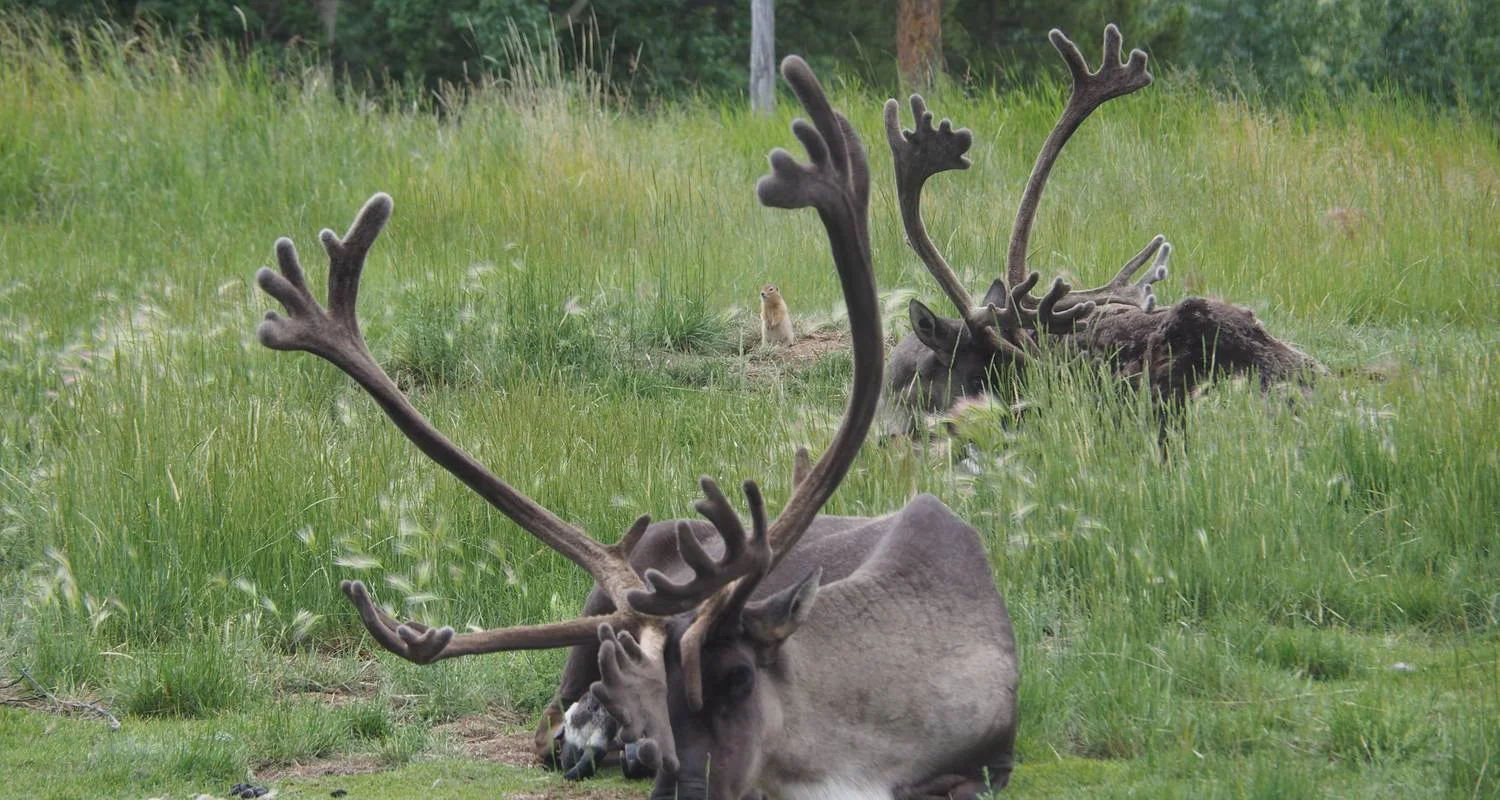 Explore Arctic Summer Heartbeat | Active Summer Adventure for 7 days with Arctic Range Adventure and discover unforgettable experiences - Photo 5