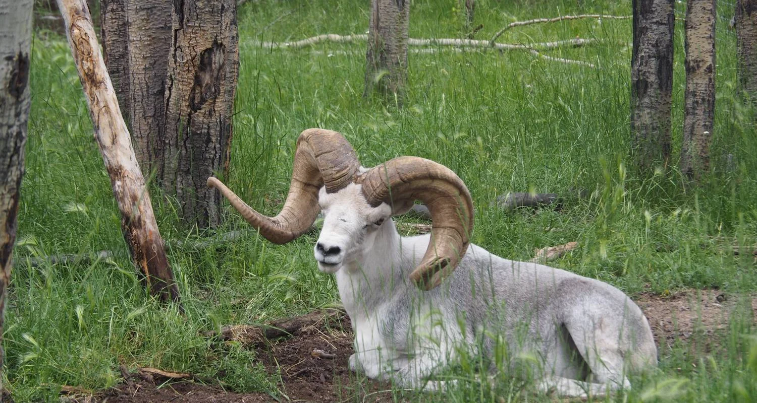 Explore Yukon Summer Dream | Active Summer Adventure for 5 days with Arctic Range Adventure and discover unforgettable experiences - Photo 9