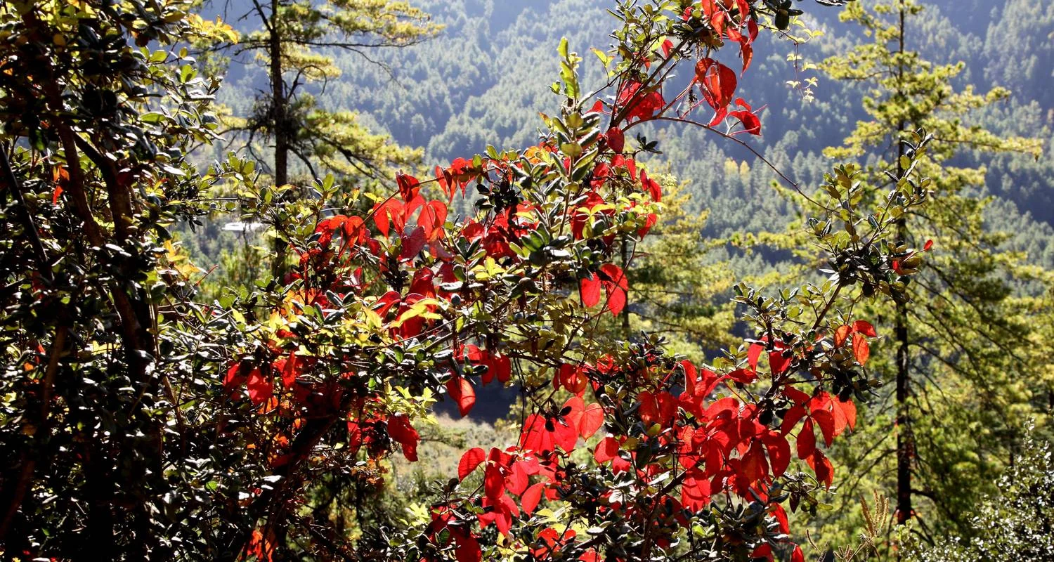 Explore Druk Path Trek With Cultural Tour And Taktsang Hike for 7 days with Bhutan Best Inbound Tour and discover unforgettable experiences - Photo 2