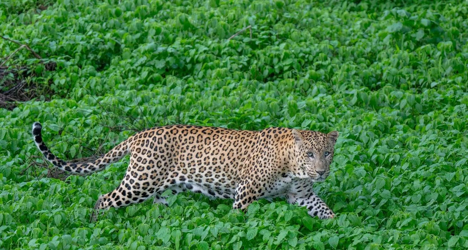 Explore 6-Days Private Luxury Golden Triangle Tour with Jhalana Leopard Safari for 6 days with India Golden Triangle Tours  and discover unforgettable experiences - Photo 6