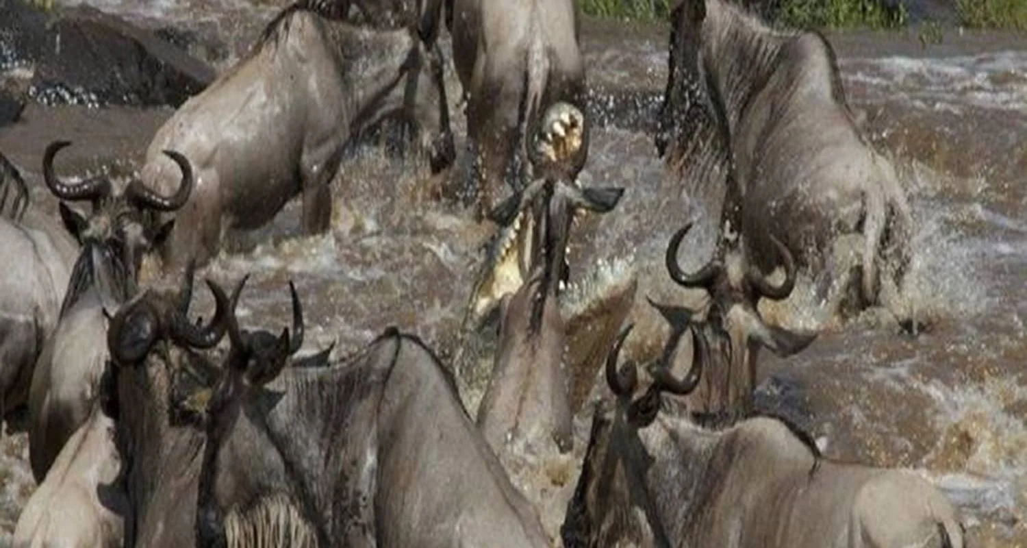 Explore Discover The World-Class 6-day Northern Serengeti Migration Safari during the Mara River Crossing in July, August and September for 6 days with Africa Natural Tours and discover unforgettable experiences - Photo 2