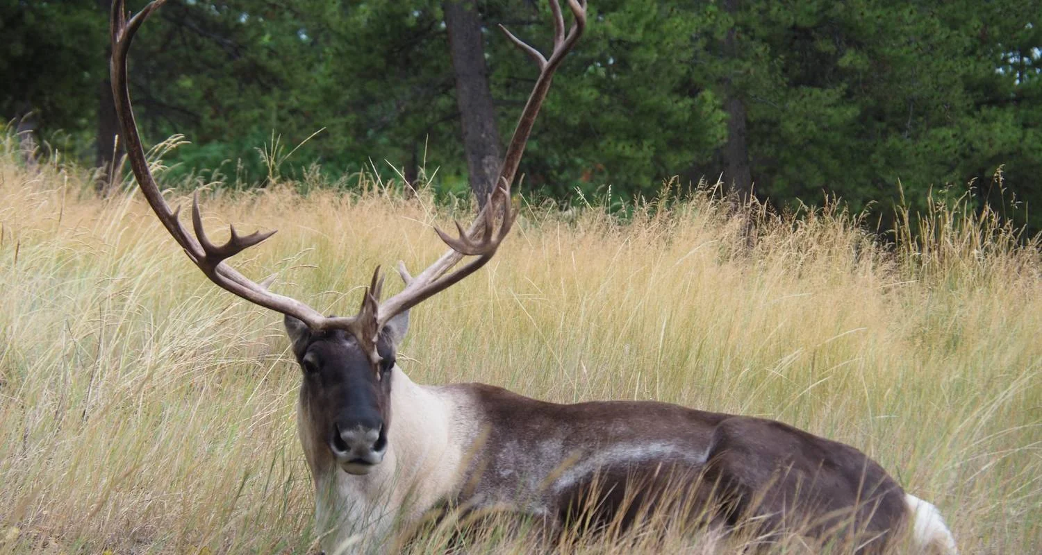 Explore Best Value Aurora Viewing | Wildlife & Hot Springs for 4 days with Arctic Range Adventure and discover unforgettable experiences - Photo 2