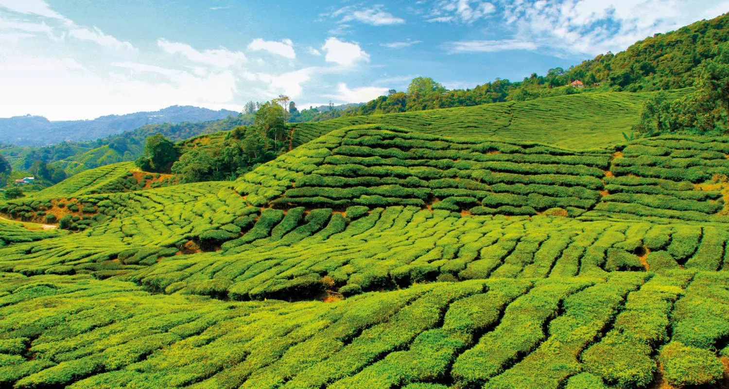 Explore Cameron Highlands nature experience (superior option, from/to Kuala Lumpur) for 3 days with DERTOUR and discover unforgettable experiences - Photo 2