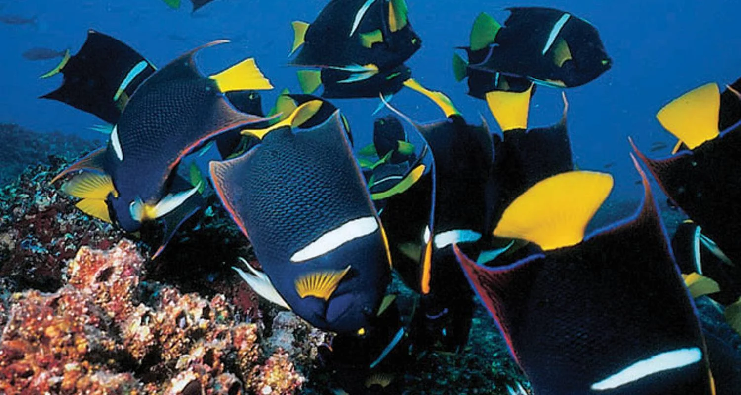 Explore Unveiling the Hidden Gems of Galapagos Islands: Santa Cruz & Isabela for 9 days with Ecuador Wonders and discover unforgettable experiences - Photo 2