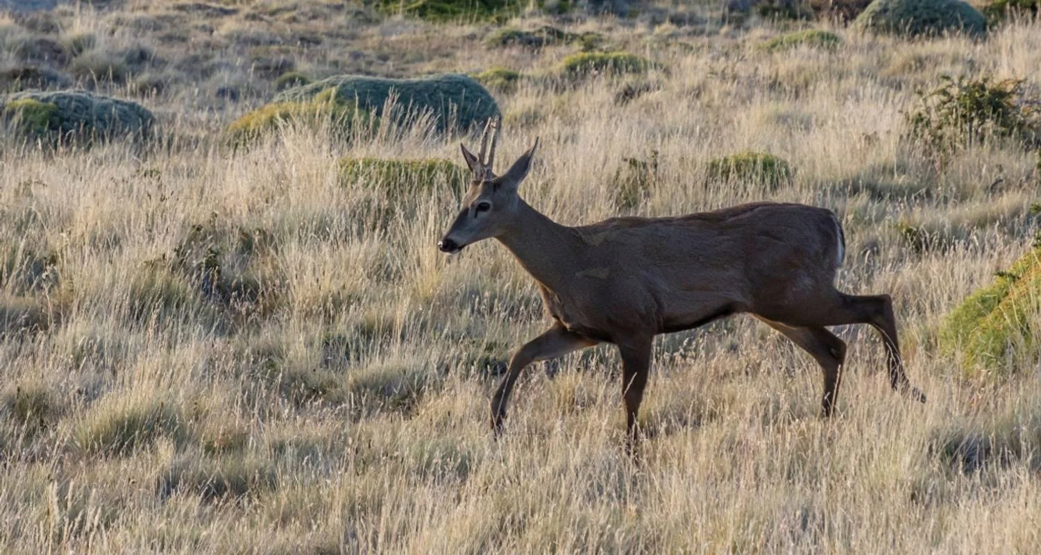 Explore El Chalten Starter Package (4 Days) for 4 days with Hi Travel Argentina and discover unforgettable experiences - Photo 2