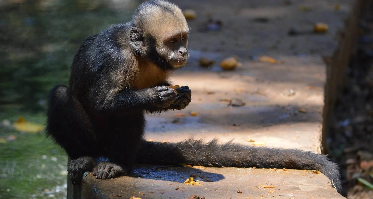 Explore Brazil: Salvador de Bahía - 4 days for 4 days with Receptivo Aborigen Tours and discover unforgettable experiences - Photo 2