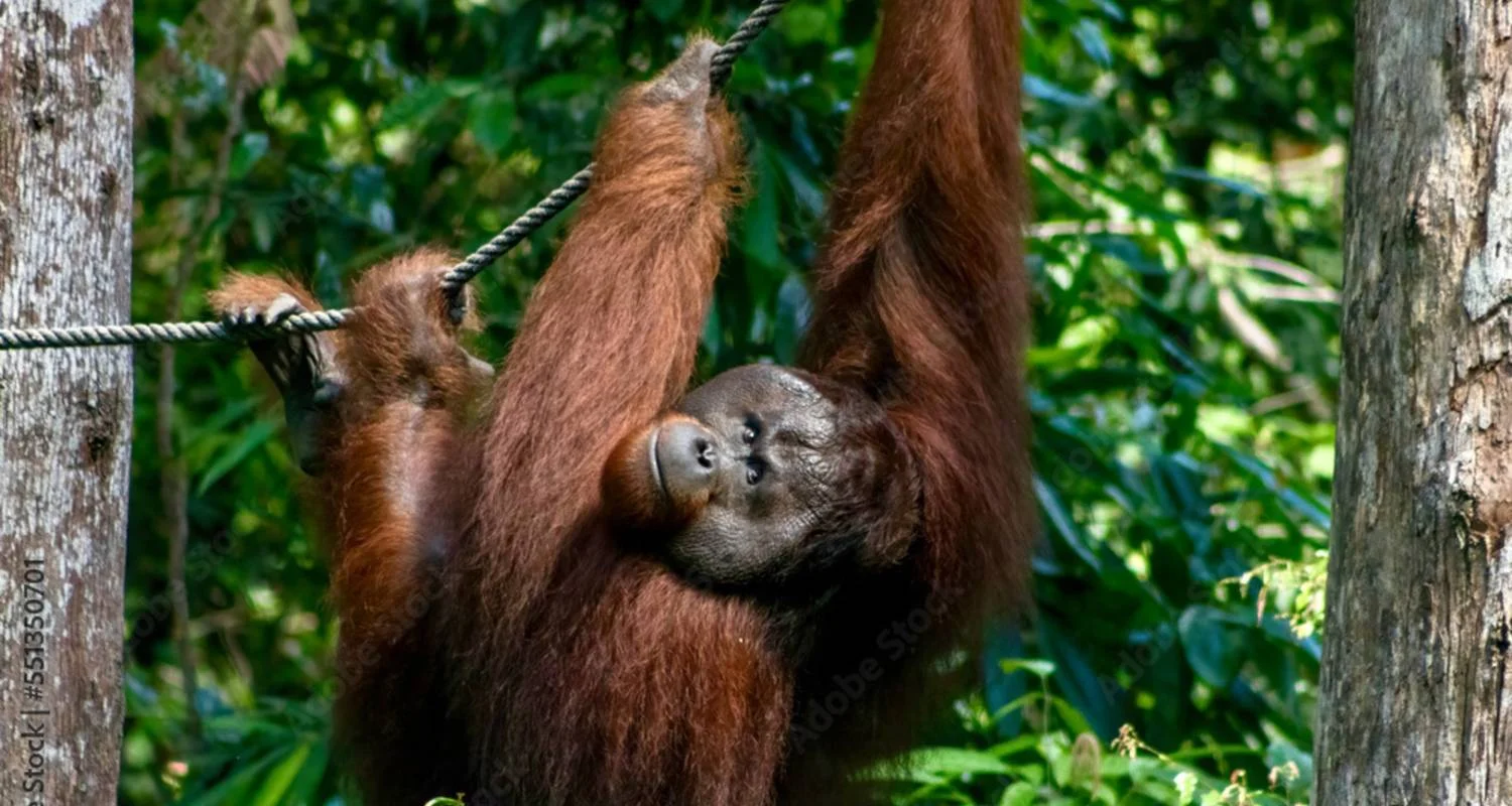 Explore Discover Borneo and Malaysia - Orangutans & More for 10 days with Best Single Travel and discover unforgettable experiences - Photo 2