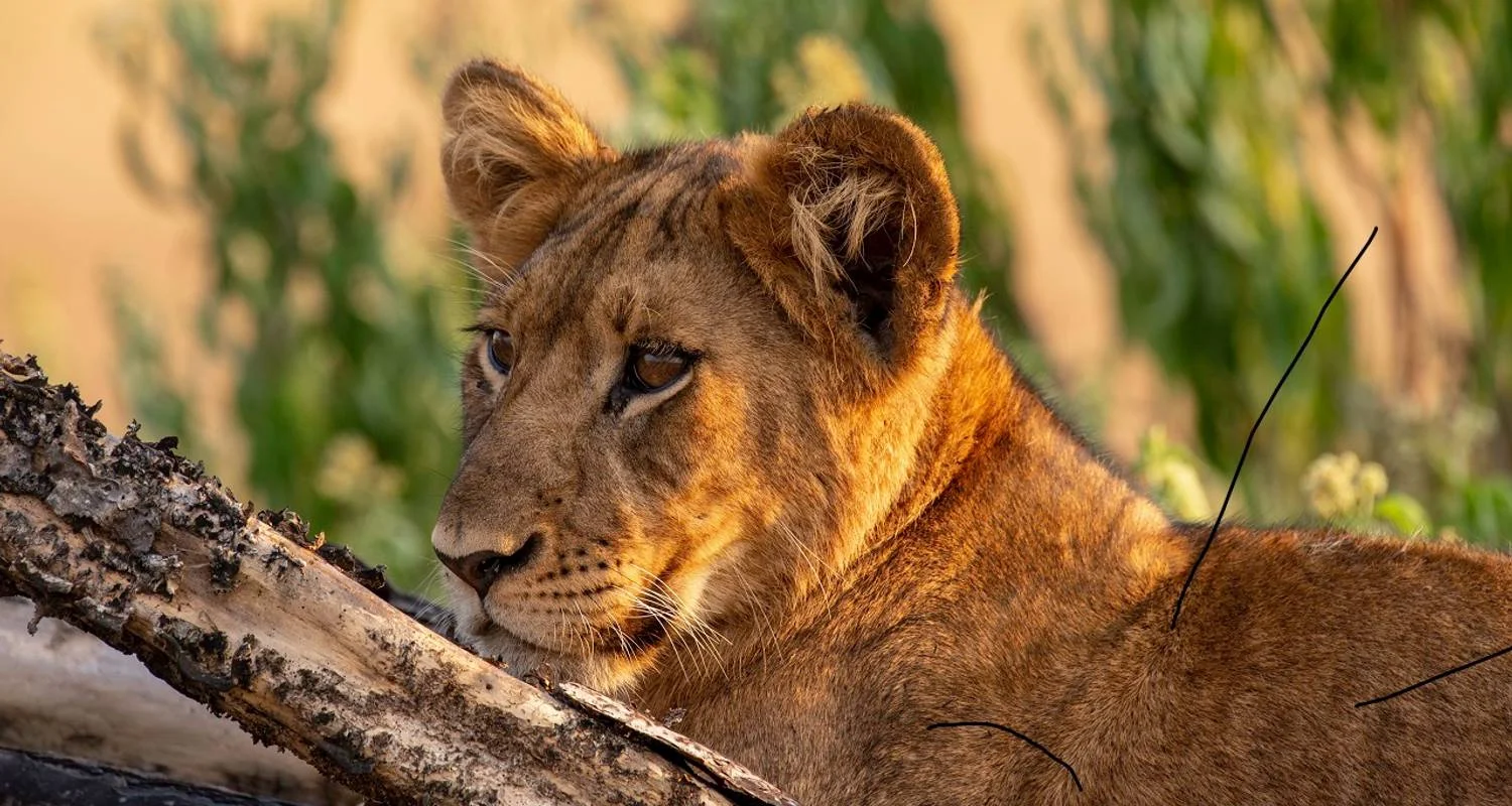 Explore Discover the Perfect 10-Day Tanzania Safari: The High-End & Extra-Luxurious Mid-Range Safari Tour in Tanzania from Zanzibar for 10 days with Africa Natural Tours and discover unforgettable experiences - Photo 2