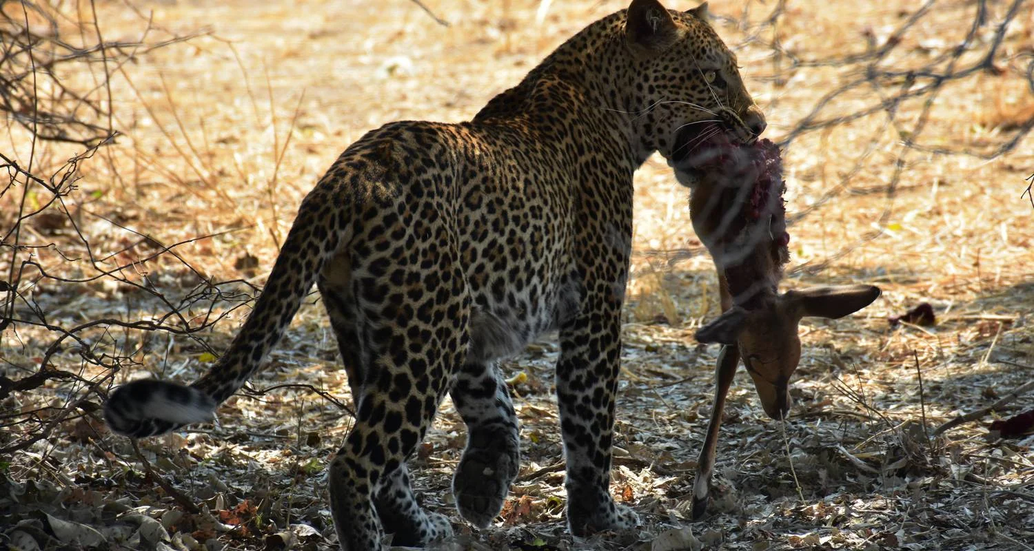 Explore Kafue and Lower Zambezi National Parks for 14 days with Adventure Purists Ltd. and discover unforgettable experiences - Photo 2