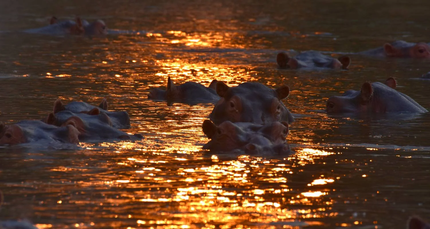 Explore Zambia - Walking Safari with Batmigration in October for 15 days with Adventure Purists Ltd. and discover unforgettable experiences - Photo 2