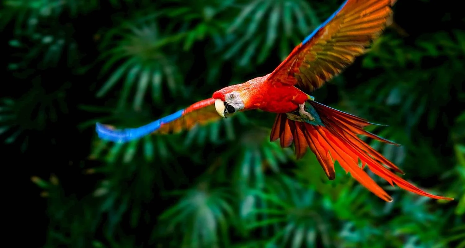 Explore Costa Rica Adventure (Tortuguero Extension) for 10 days with Costsaver and discover unforgettable experiences - Photo 2