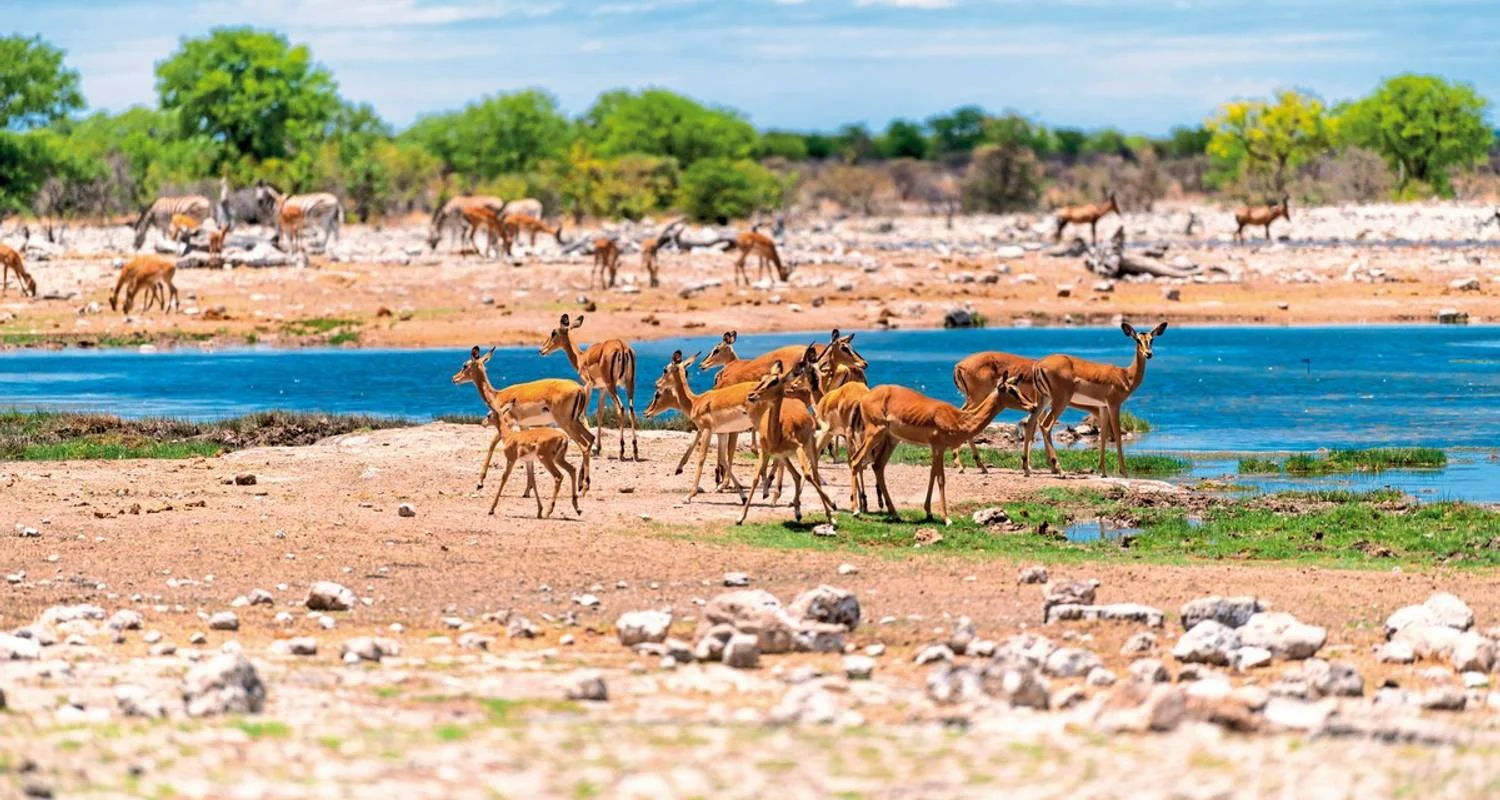 Explore Excursion package Etosha National Park for 4 days with DERTOUR and discover unforgettable experiences - Photo 2
