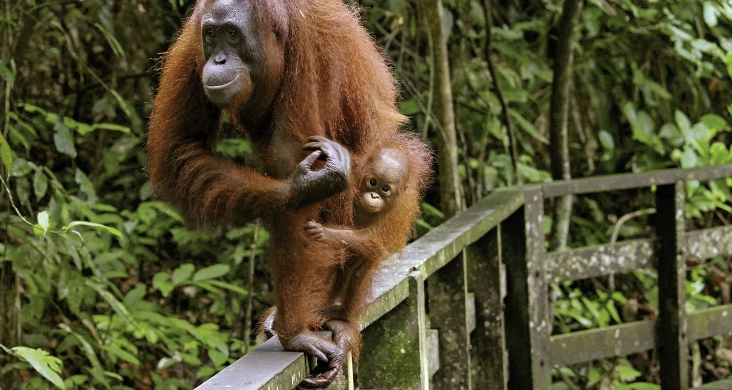 Explore Natural wonders of Borneo (Kuching-Kota Kinabalu) for 9 days with DERTOUR and discover unforgettable experiences - Photo 2