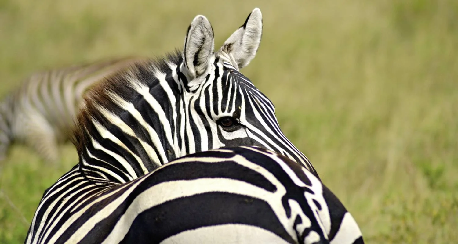 Explore Adventure Kenya (from Nairobi/to Mombasa) for 7 days with DERTOUR and discover unforgettable experiences - Photo 2