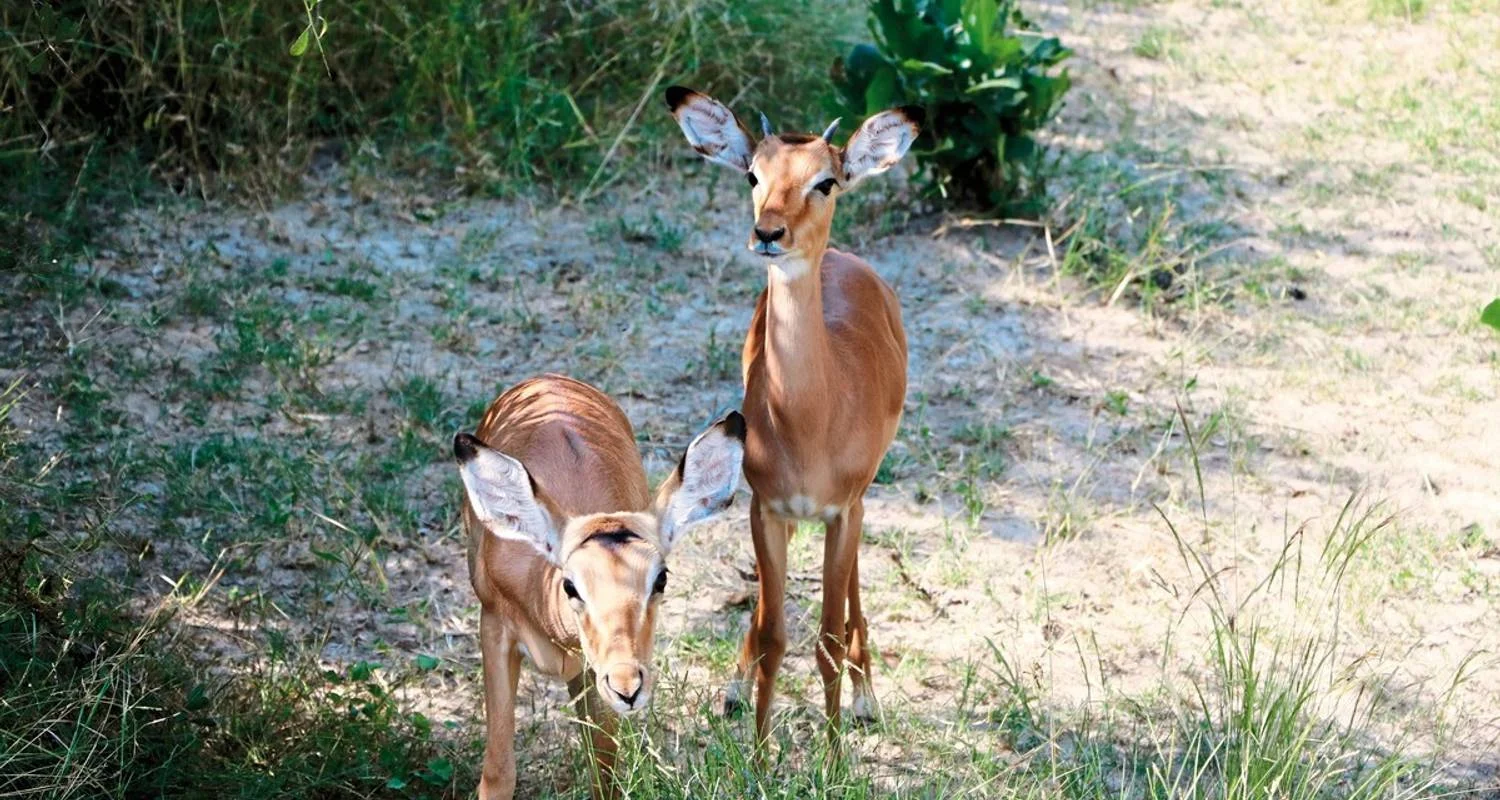 Explore Experience National Parks - Etosha to Victoria Falls for 10 days with DERTOUR and discover unforgettable experiences - Photo 2