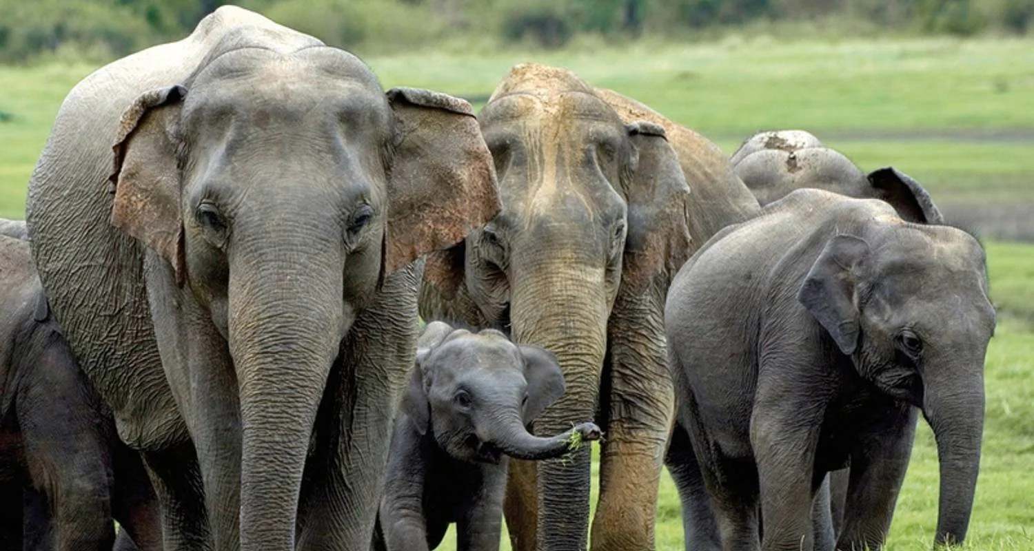 Explore Sri Lanka intensive for 10 days with DERTOUR and discover unforgettable experiences - Photo 2