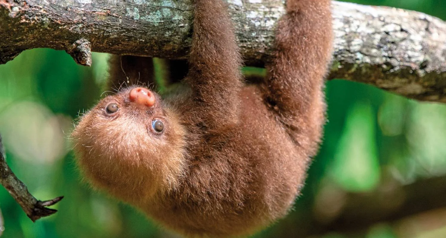 Explore Costa Rica - Active & Relaxing for 12 days with MEIERS WELTREISEN and discover unforgettable experiences - Photo 2