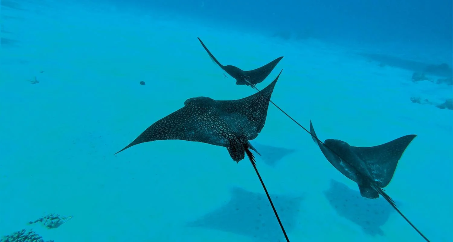 Explore Dream destination Polynesia for 12 days with DERTOUR and discover unforgettable experiences - Photo 2