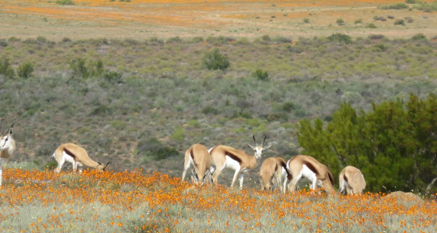 Explore Namaqualand Flower Tour for 8 days with Amatungulu Tour and discover unforgettable experiences - Photo 2