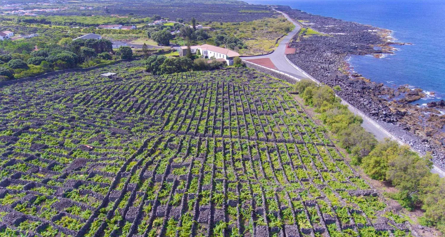 Explore Pico Whale Watching Expedition: Giants Beneath the Volcano for 7 days with Futurismo Azores Adventures and discover unforgettable experiences - Photo 2