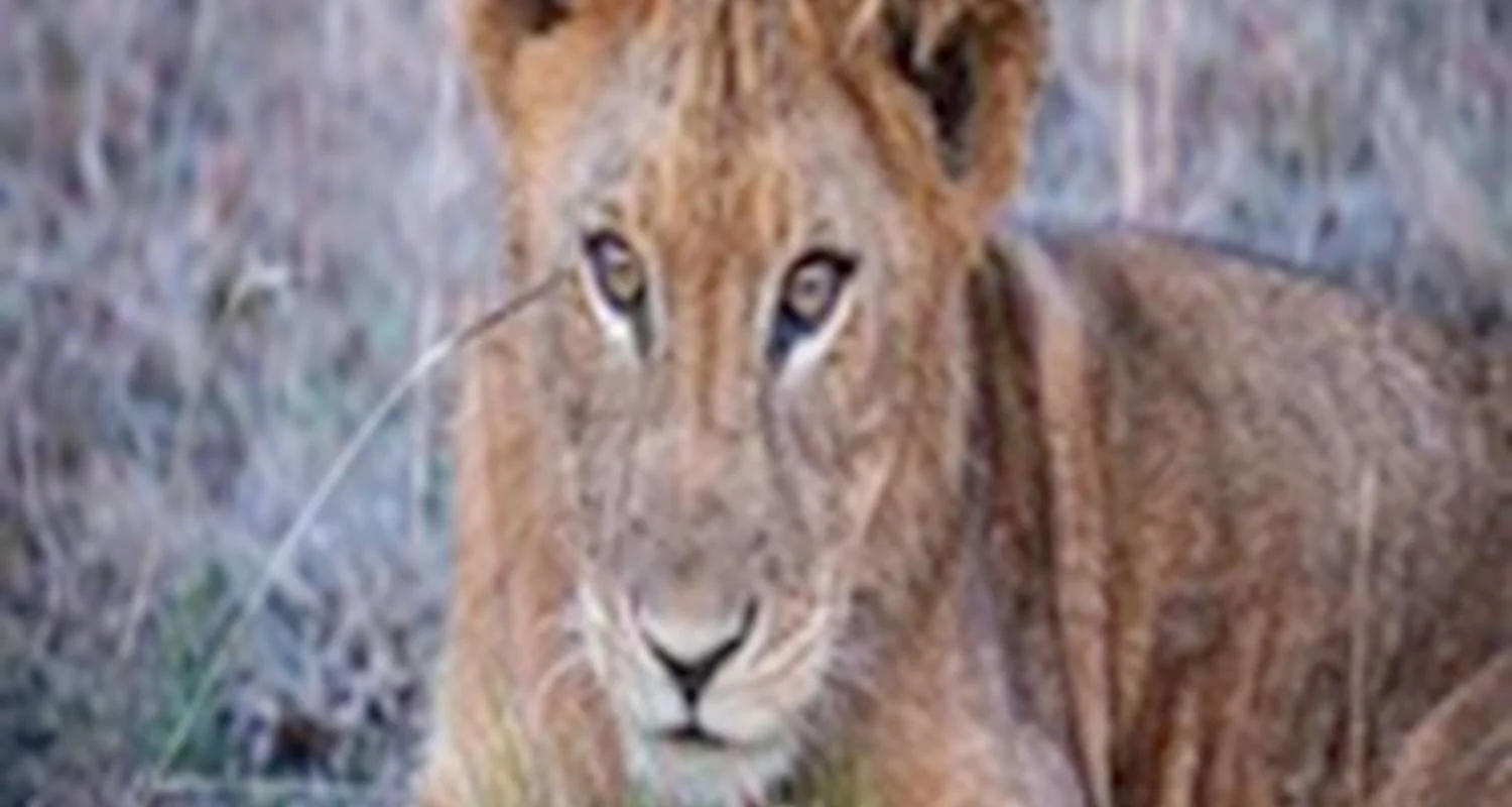 Explore 4 Days Tanzania Group Joining Tour - Explore Most Beautiful Northern Tanzania's Top 3 Parks with Affordable Price for 4 days with Africa Natural Tours and discover unforgettable experiences - Photo 2