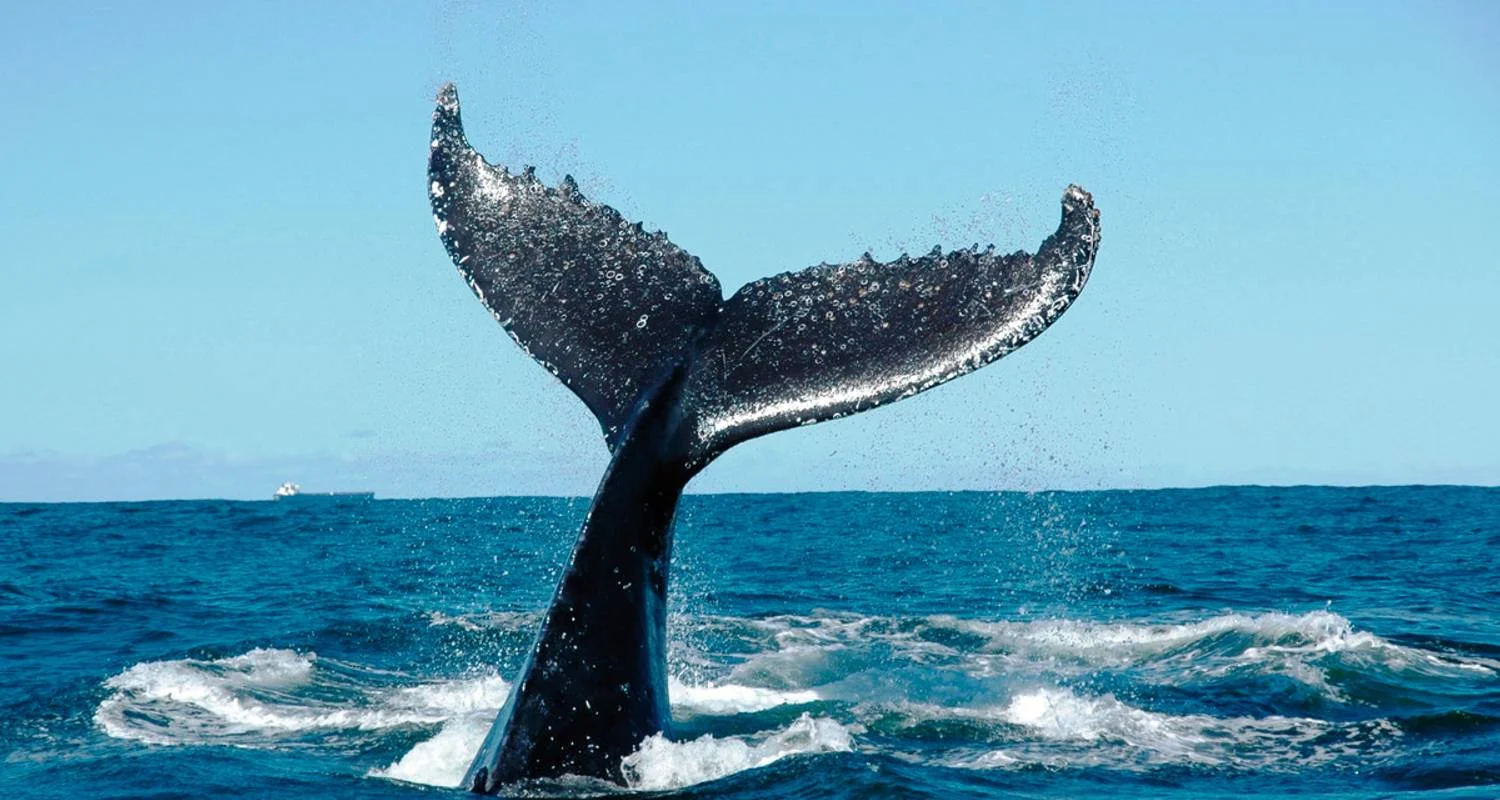 Explore The best sides of Madeira for 8 days with DERTOUR and discover unforgettable experiences - Photo 2