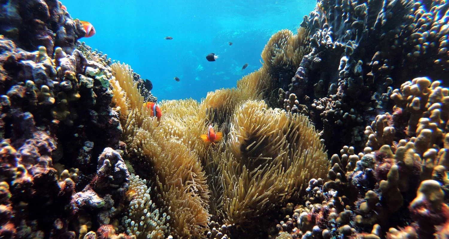 Explore RED SEA GIFTUN ISLAND ORANGE BAY Crossing to Turquoise Water and Open-Hearted Adventure for 1 days with Experience Egypt Tours and discover unforgettable experiences - Photo 2