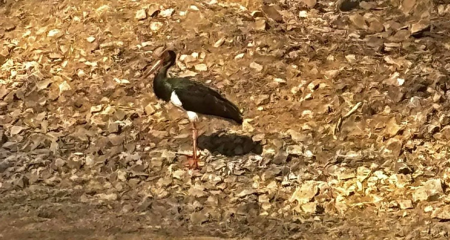 Explore Delhi to Ranthambore Tiger Reserve Safari Extension: A 3-Day Wildlife Adventure for 3 days with Agora Voyages OPC Pvt Ltd and discover unforgettable experiences - Photo 2