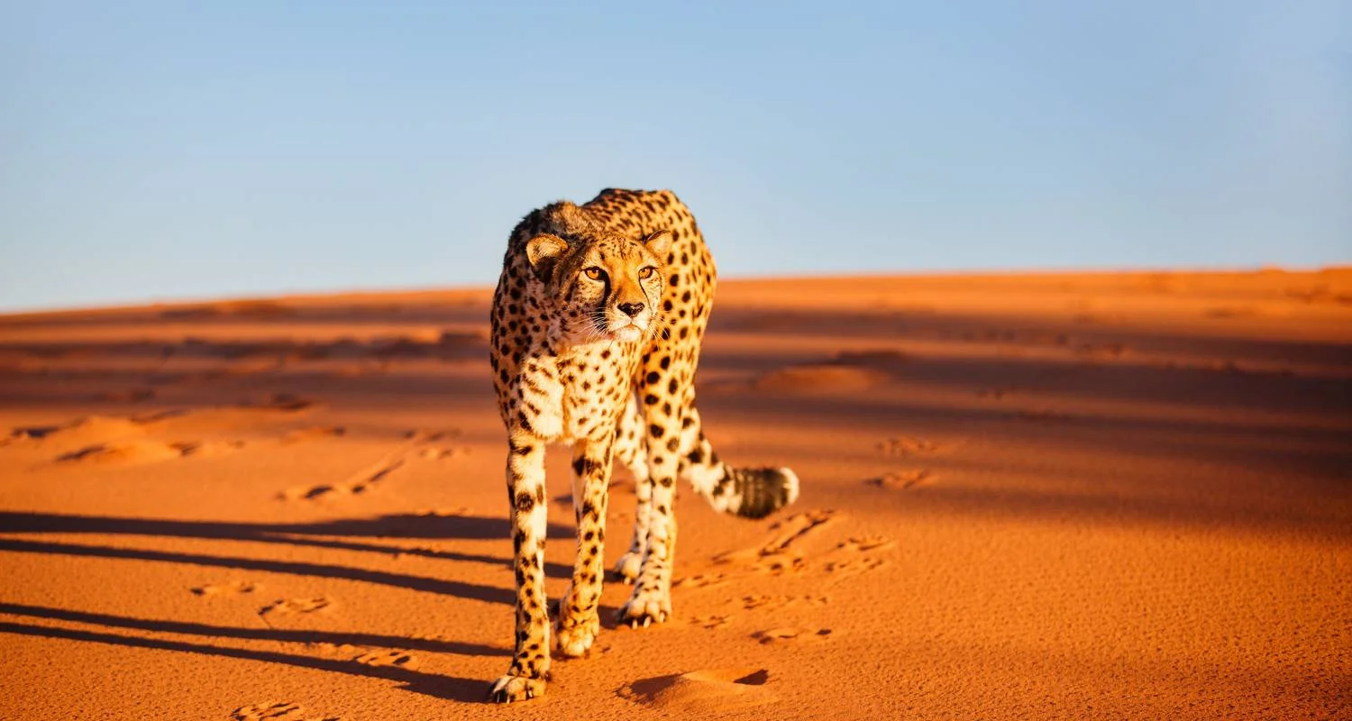 Explore 11 Day Wild Namibia Explorer (Accommodated) for 11 days with Drifters Adventure Tours and discover unforgettable experiences - Photo 2