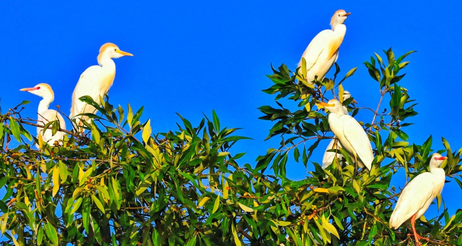Explore Tailor-Made 9 Days Adventure to Enchanting Guyana, Daily Departure for 9 days with Agate Travel and discover unforgettable experiences - Photo 4