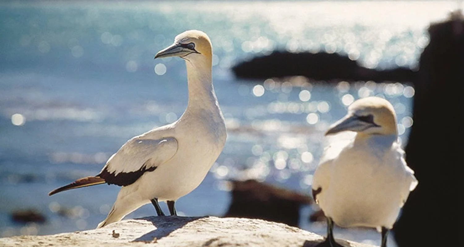 Explore Natural Wonders of New Zealand (from Christchurch to Auckland) for 19 days with DERTOUR and discover unforgettable experiences - Photo 2