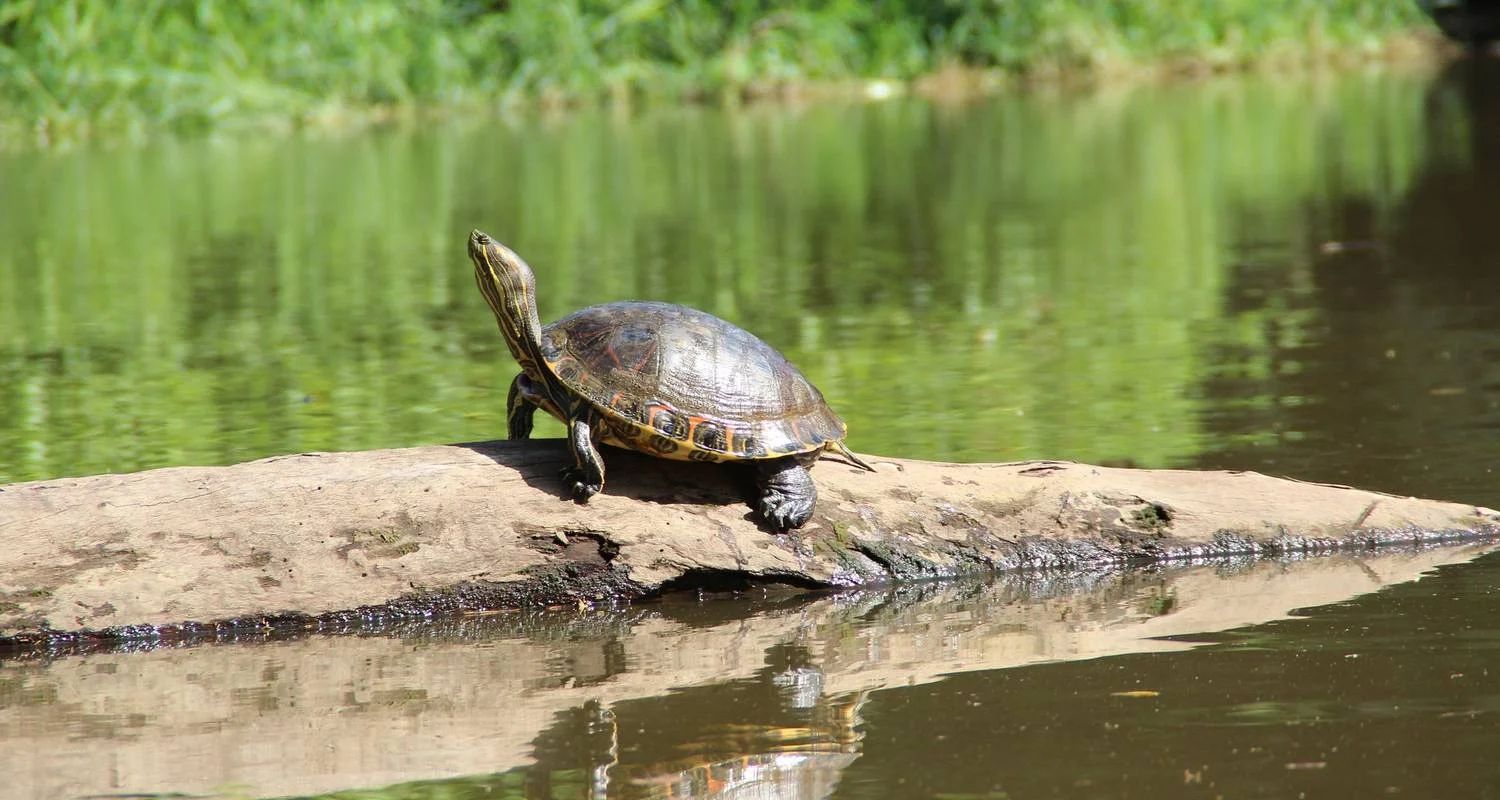 Explore Costa Rica Wellness & Adventure Retreat 8-Day for 8 days with Across Caribbean Excursions and discover unforgettable experiences - Photo 2