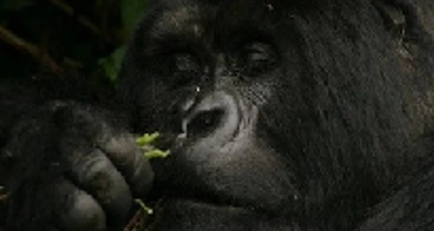 Explore Wildlife Encounter (Reverse) for 13 days with Absolute Africa and discover unforgettable experiences - Photo 2
