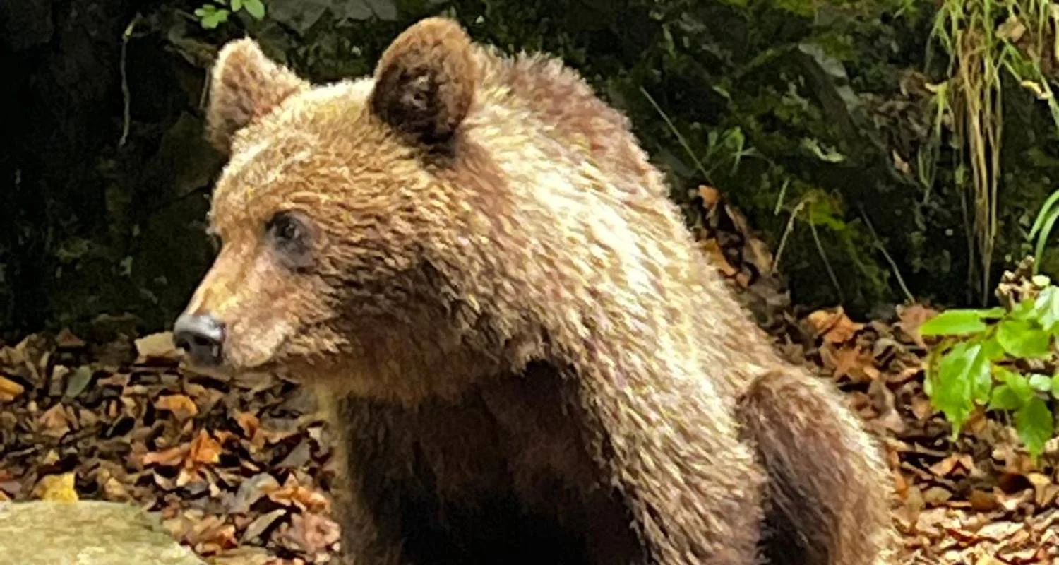 Explore Private 3-Day Transylvania Tour: Dracula Castle, Transfagarasan & Bear Watching for 3 days with Business Trans Protocol and discover unforgettable experiences - Photo 10