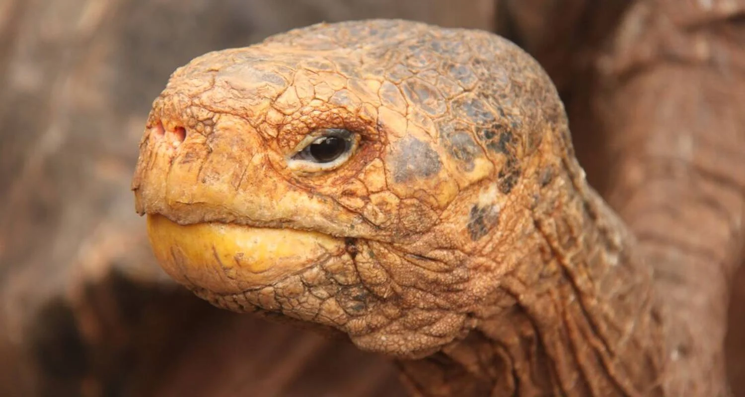 Explore Complete Galapagos (Grand Daphne) for 10 days with Intrepid Travel and discover unforgettable experiences - Photo 2
