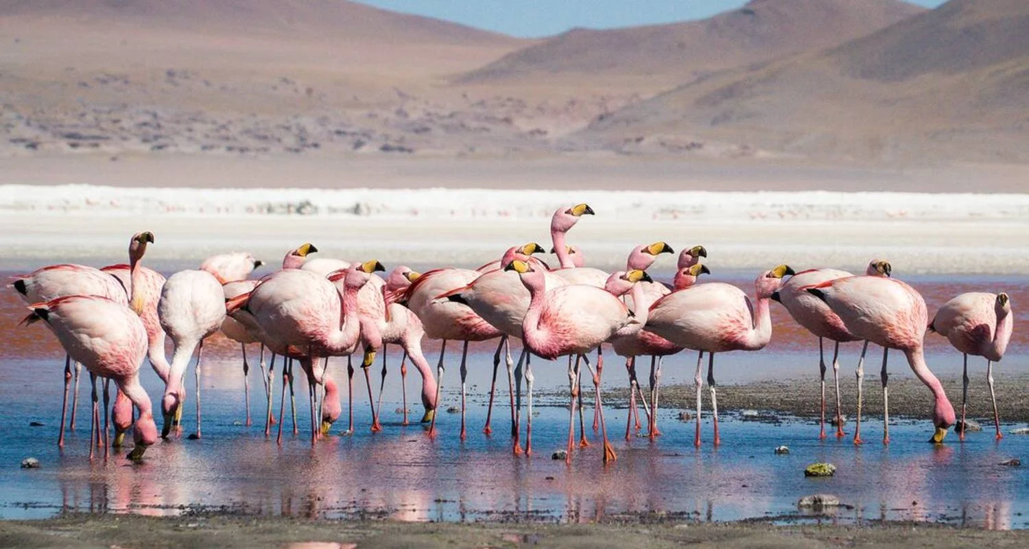 Explore Bolivia Highlights for 11 days with Intrepid Travel and discover unforgettable experiences - Photo 2