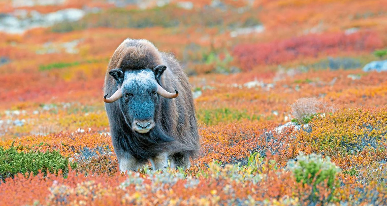 Explore Imposing fjord country for 8 days with DERTOUR and discover unforgettable experiences - Photo 2