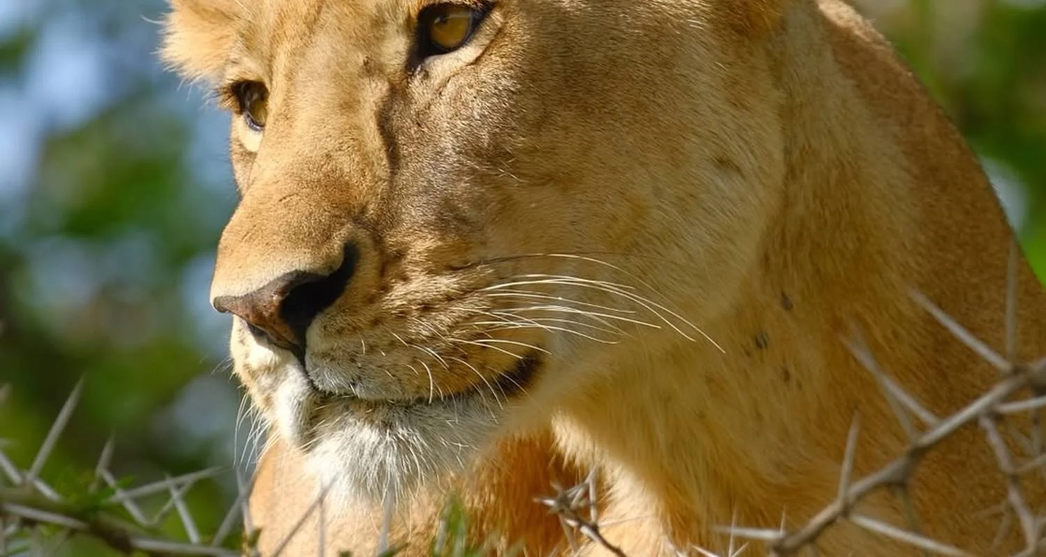 Explore Mikumi National Park Safari: The Best private 1 Day Safari Trip from Zanzibar with Local Expert Guide for 1 days with Africa Natural Tours and discover unforgettable experiences - Photo 2