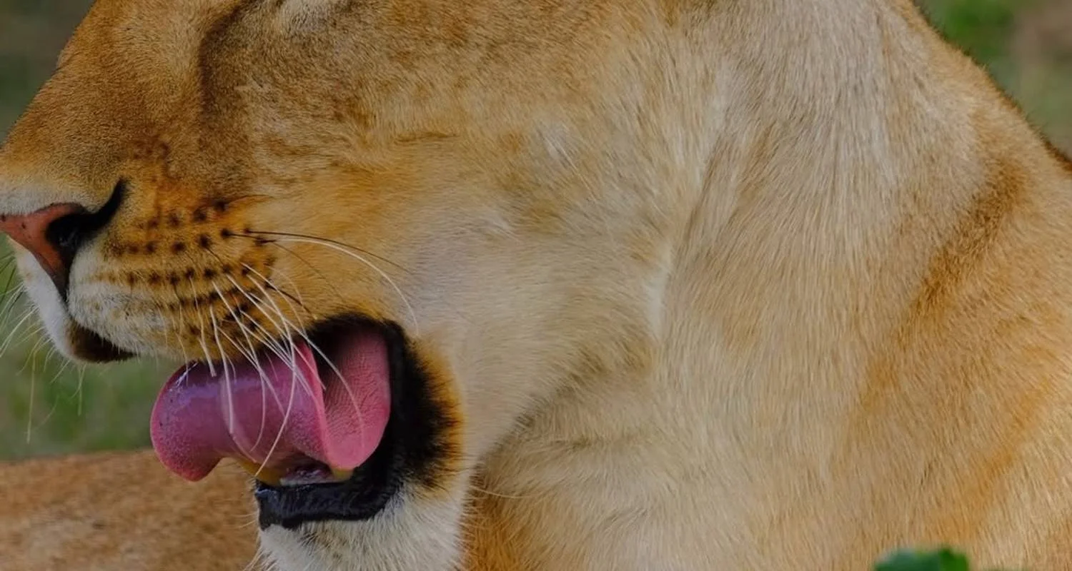 Explore The Most Affordable 4-Day Masai Mara National Reserve Budget Safari in Kenya with an Expert Local Guide for 4 days with Africa Natural Tours and discover unforgettable experiences - Photo 2